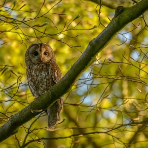 Redwell   10 0502017 (60 Of 240).jpg